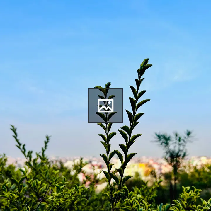 Green leaves shot