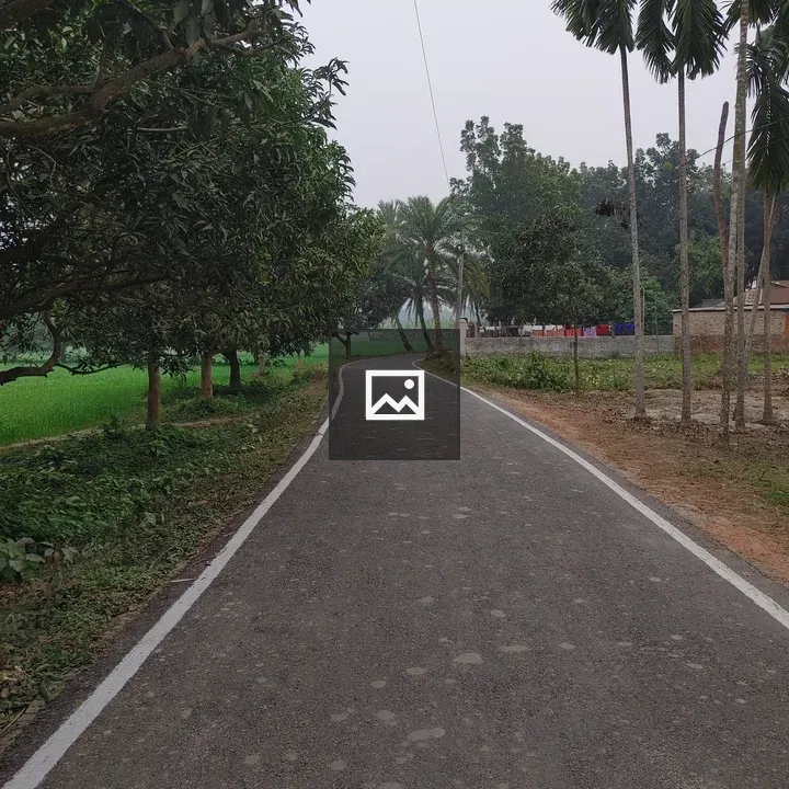 Narrow Road Trees