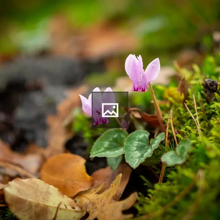 Cyclamen on Forest Floor