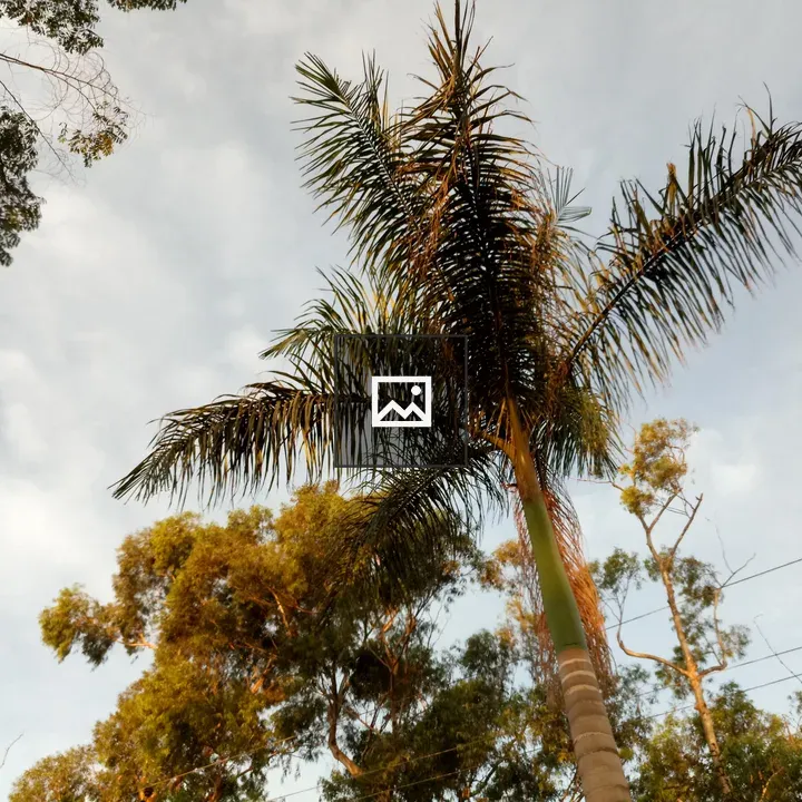 Palm Tree Against Evening Sky
