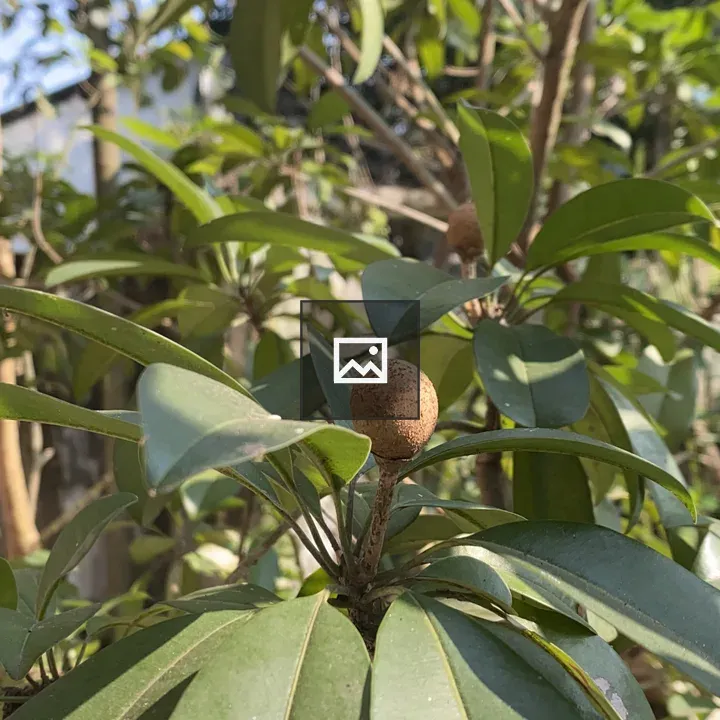 Close-up Plant with Fruit