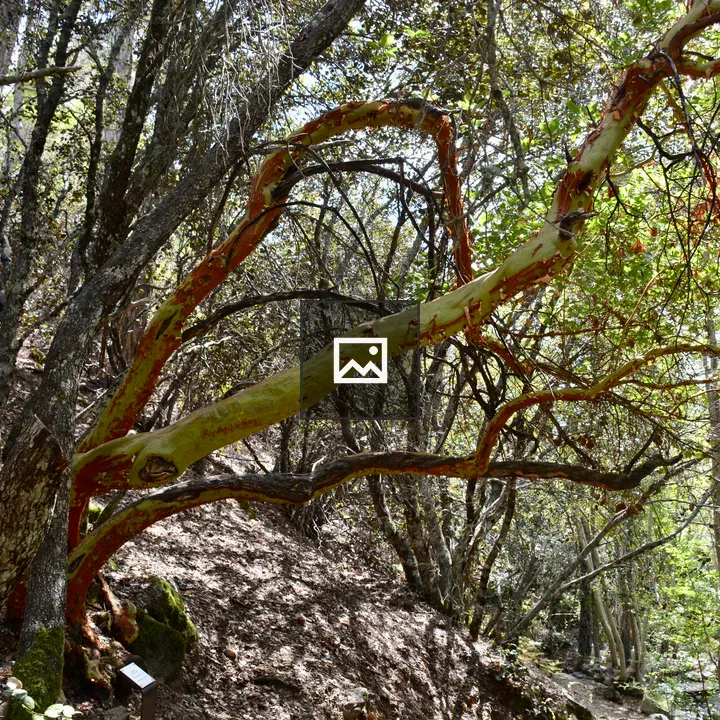 Strawberry tree in rocky terrain