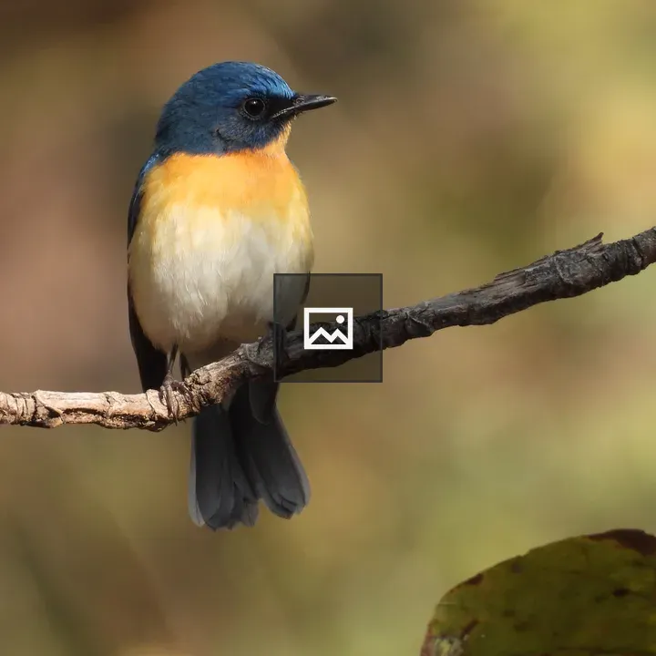 Tickell's Blue Flycatcher