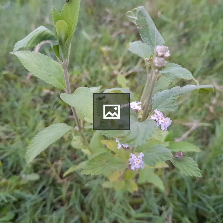 Flowers bloom in grass