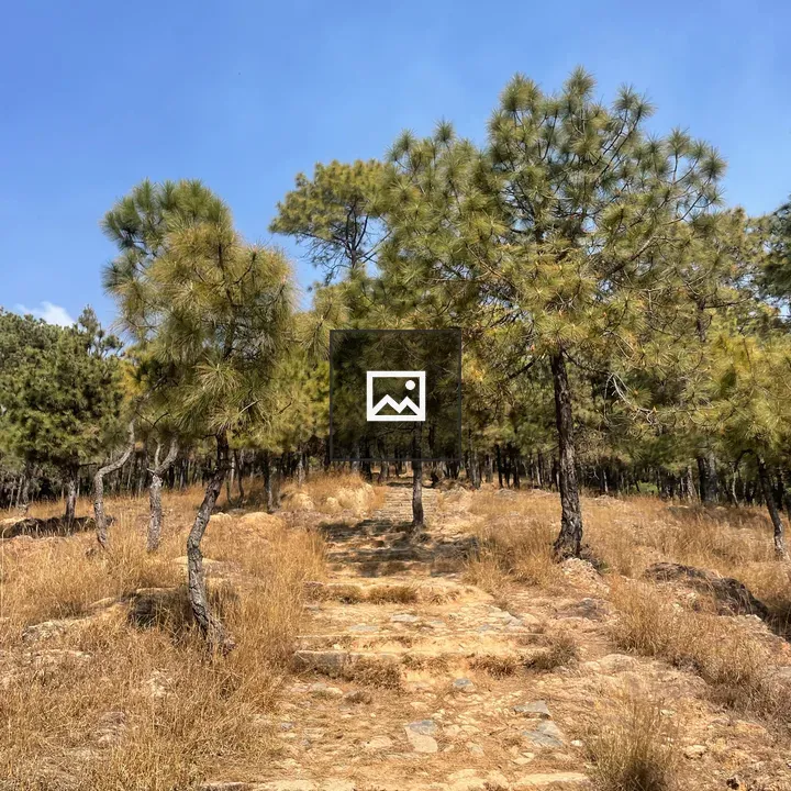 Dirt Path Through Pine Forest