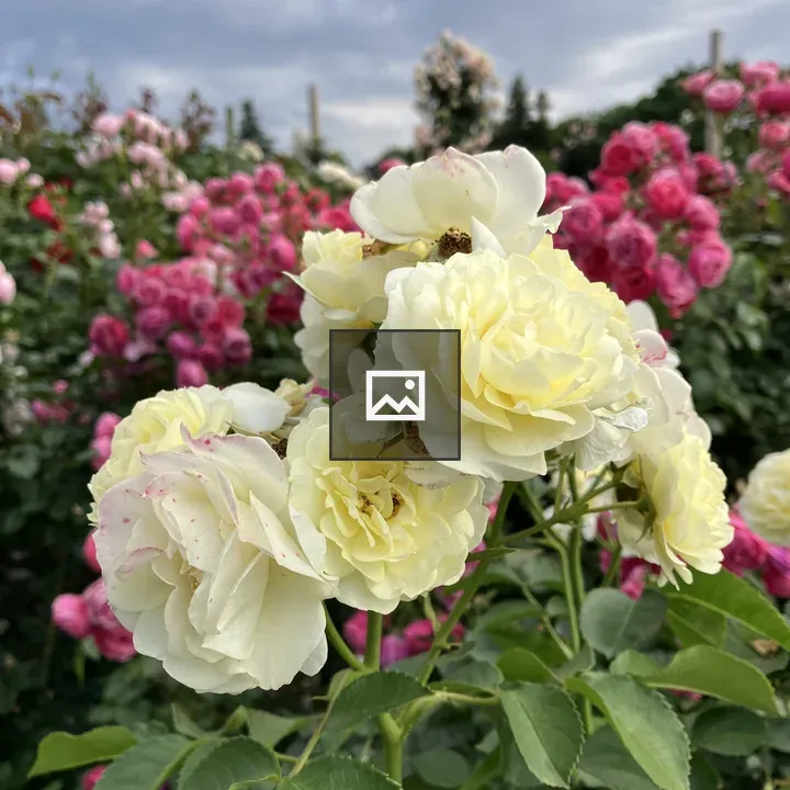 Cluster of white and yellow roses