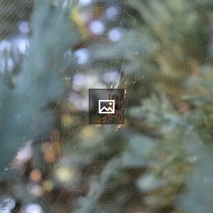 Spider on its Web