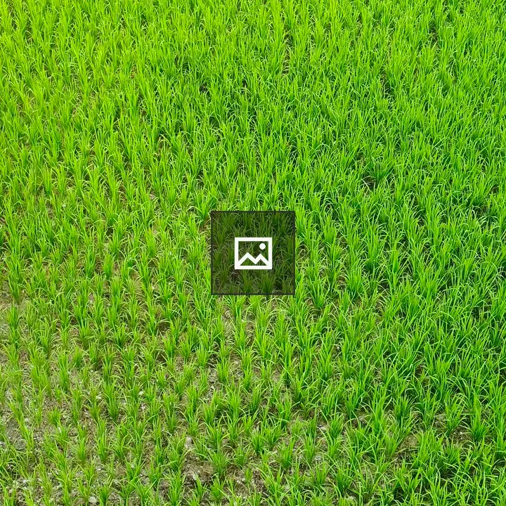Rice field with green plants