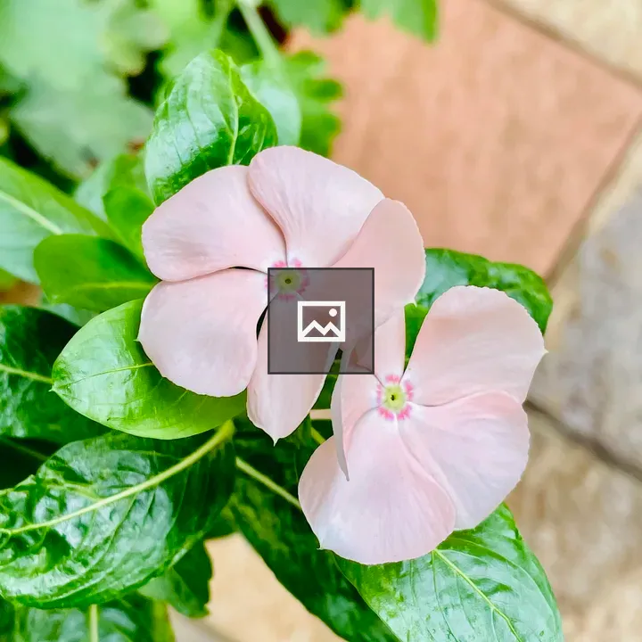 Catharanthus roseus Flowers