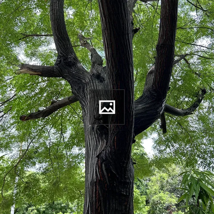 Large tree with dark bark