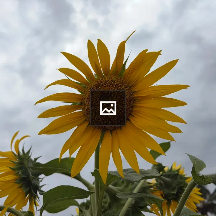 Sunflower against gray skies