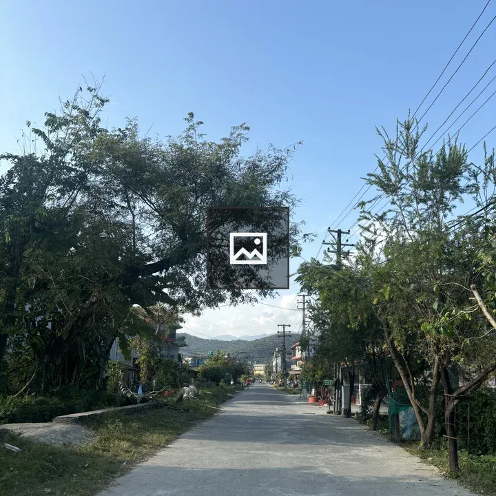 Road Through Trees