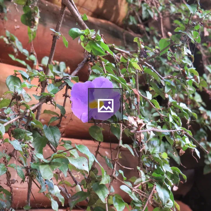 Purple skyflower on vine