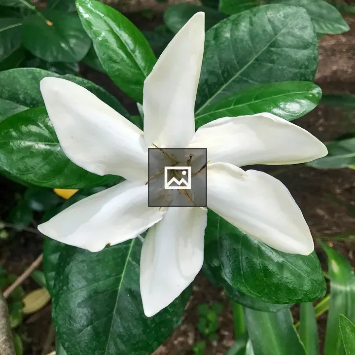 White gardenia flower