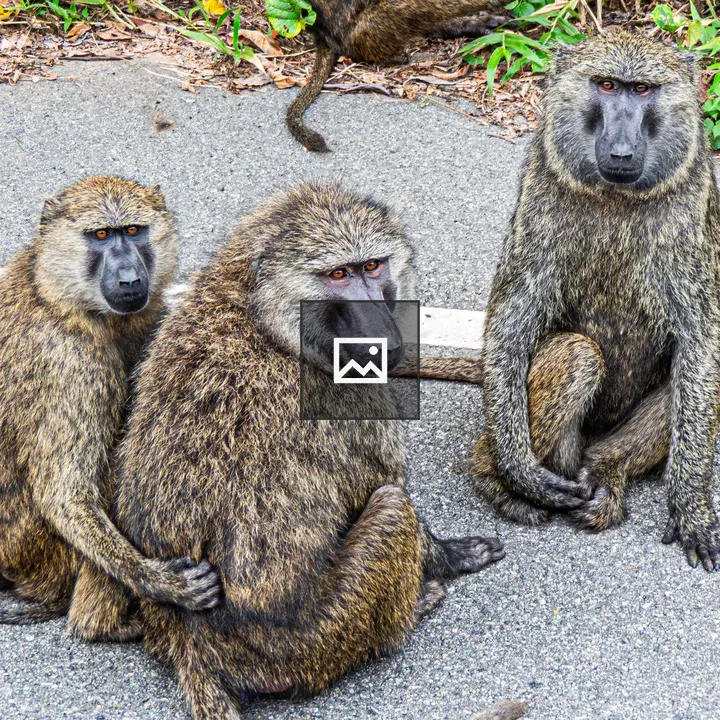 Three olive baboons resting on road