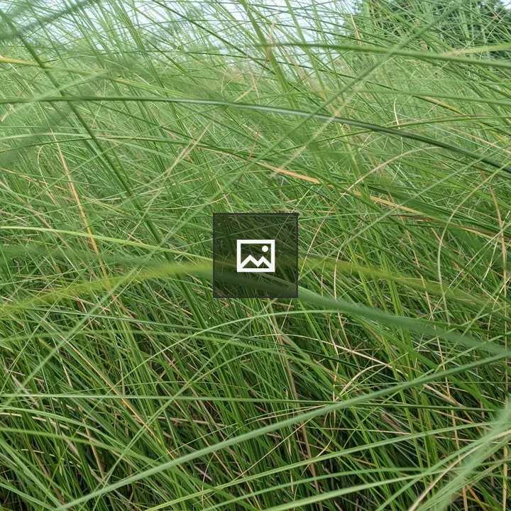 Close-up of Dense Grass Thicket