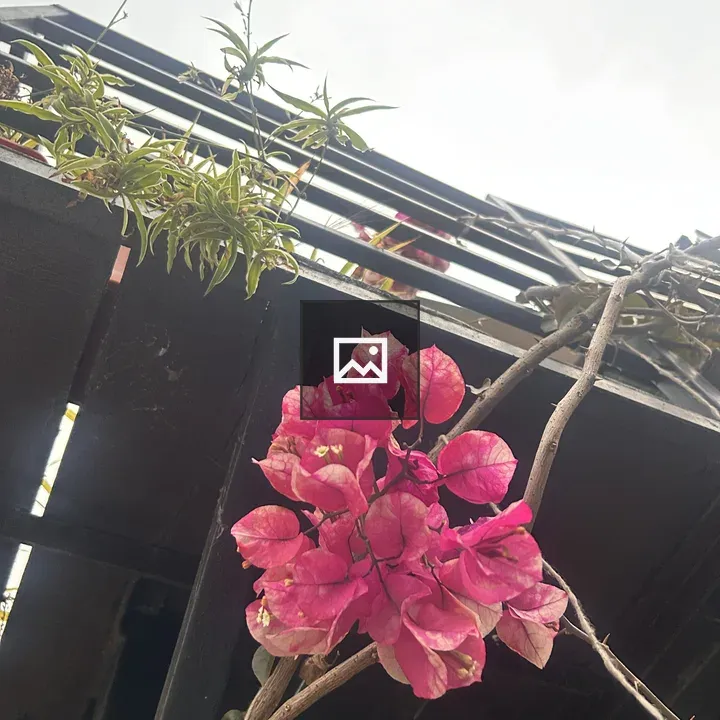 Pink Bougainvillea on Vine