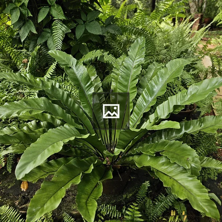 Nest Fern in Malabar Botanical Garden