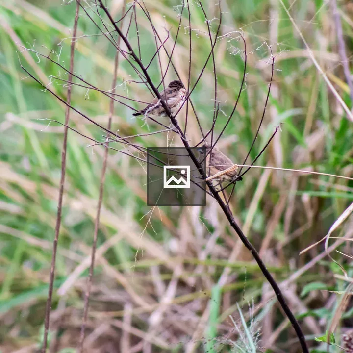 Two small birds on a branch