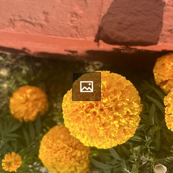 Marigold Flower Detail