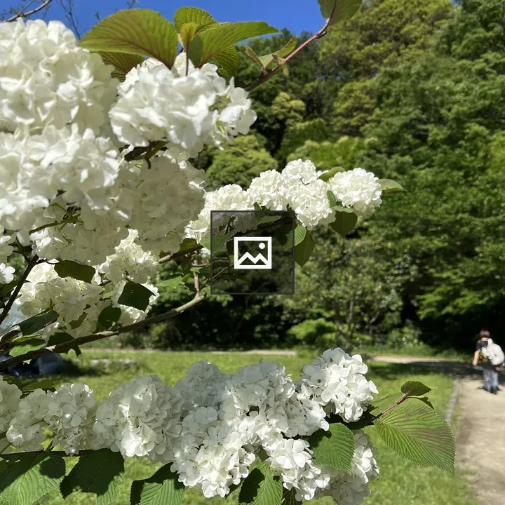Japanese Snowball Flowers