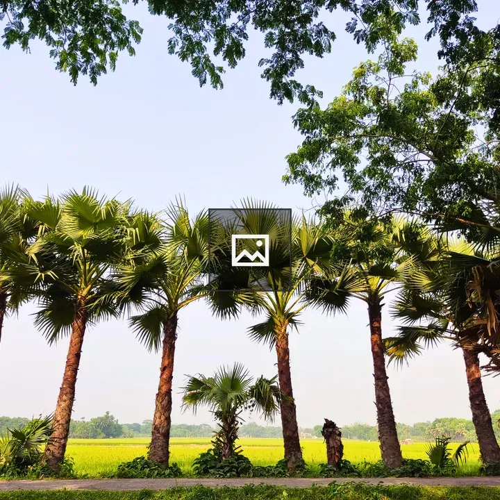 Palm Trees Over Rice Fields