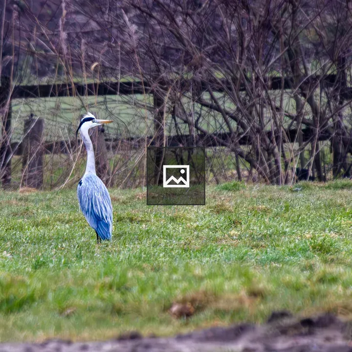 Grey heron in meadow