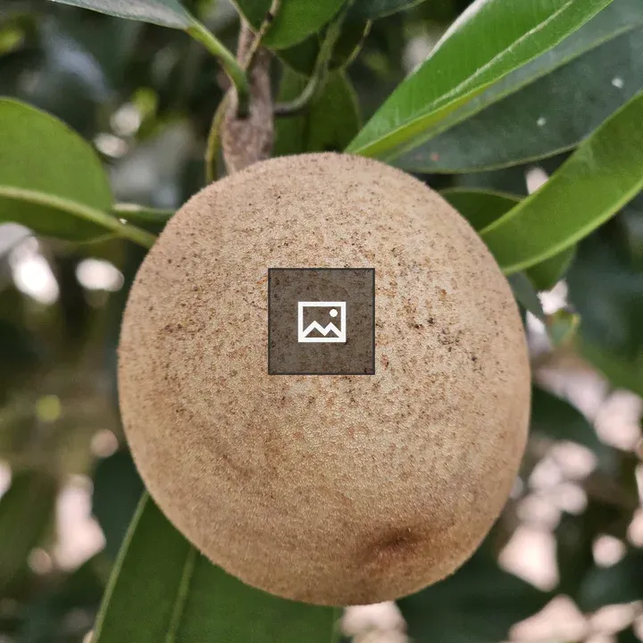 Sapodilla fruit portrait