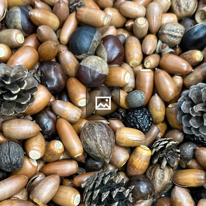Acorns, pine cones and nuts