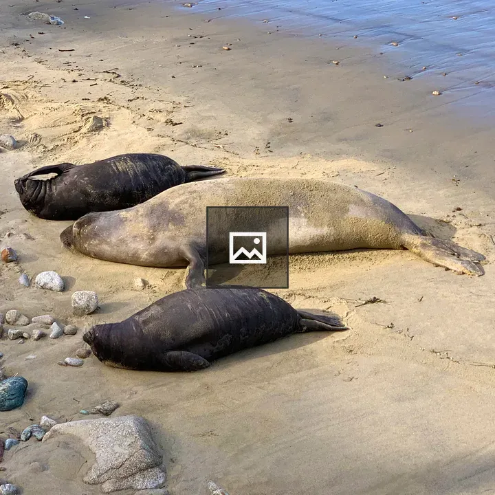 Sea lions on the beach