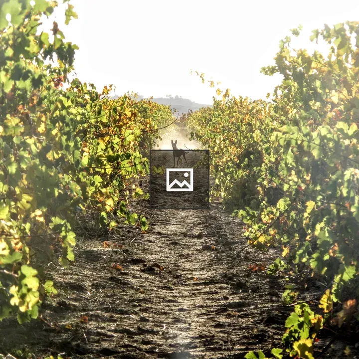 Dog in a vineyard at sunset