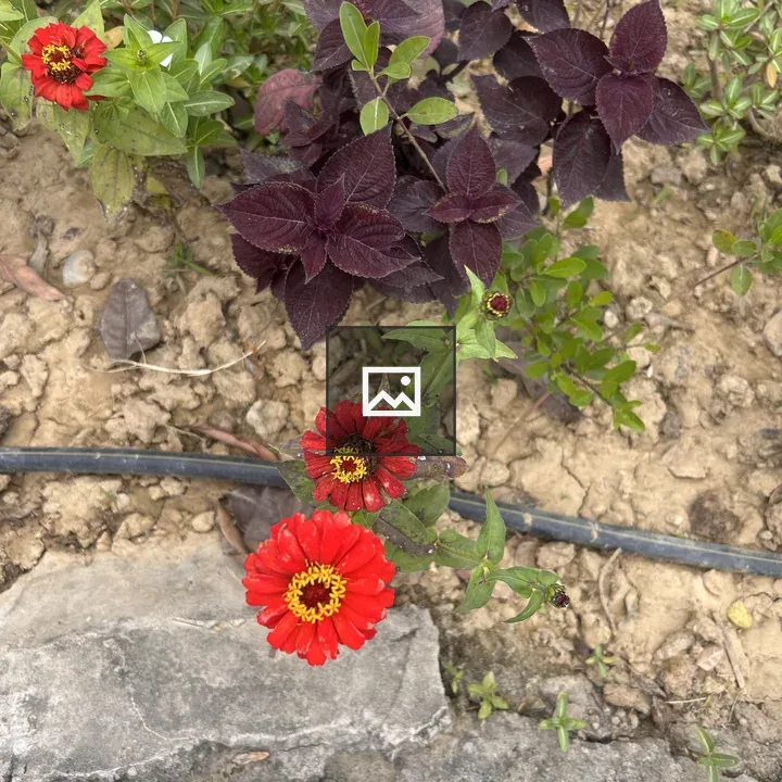 Vibrant red flowers in garden