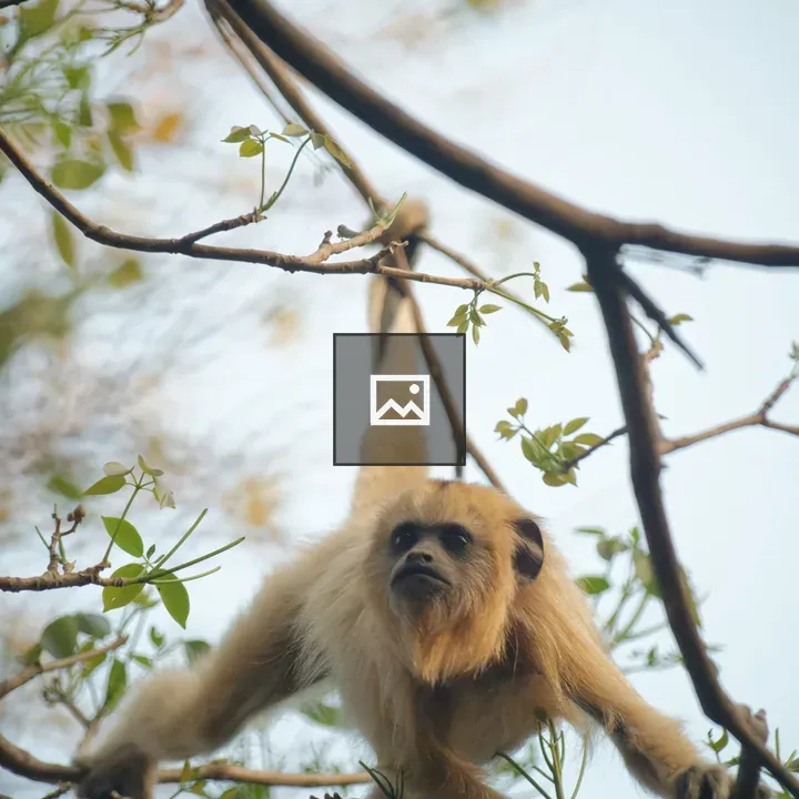 Monkey Bolivia