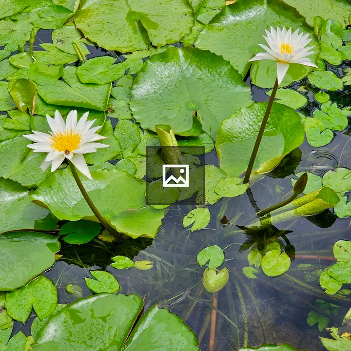 White water lilies on pond