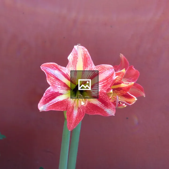 Amaryllis Flower Blooming