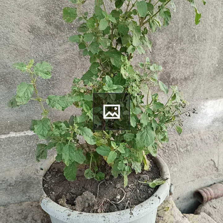 Small green plant in pot