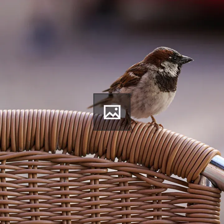 Sparrow on Woven Chair