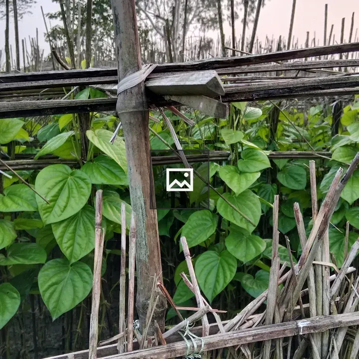 Betel Leaves on Wooden Framework