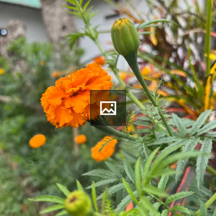 Orange flower with green leaves