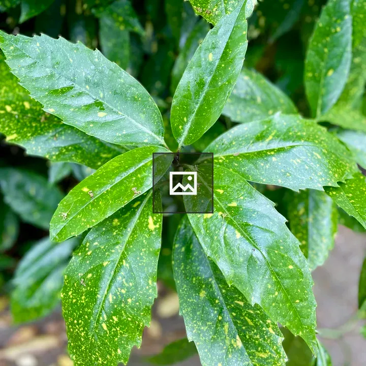 Aucuba japonica Variegata Leaf