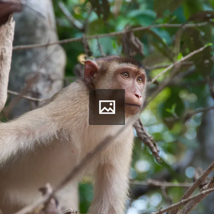 Macaque on Riverbank in Borneo