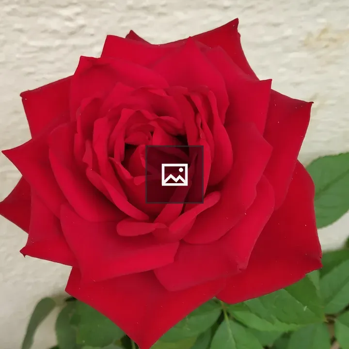 Red Rose Flower