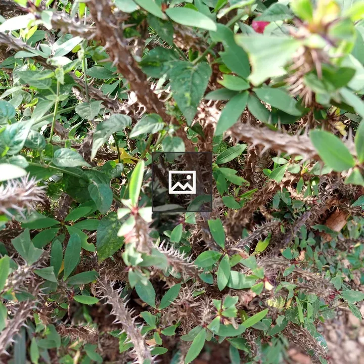 Dense thorny bush with green leaves