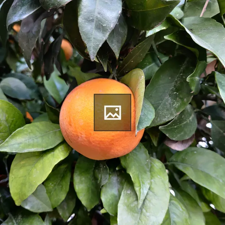 Orange in a tree