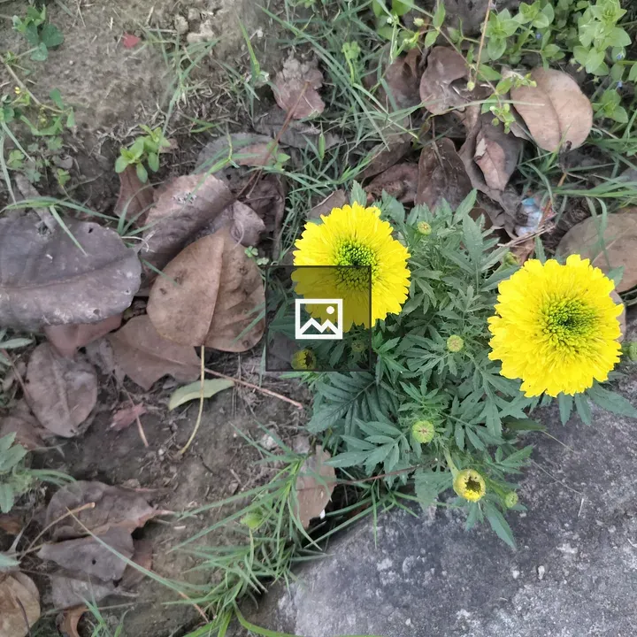 Two Marigold Flowers in Bloom