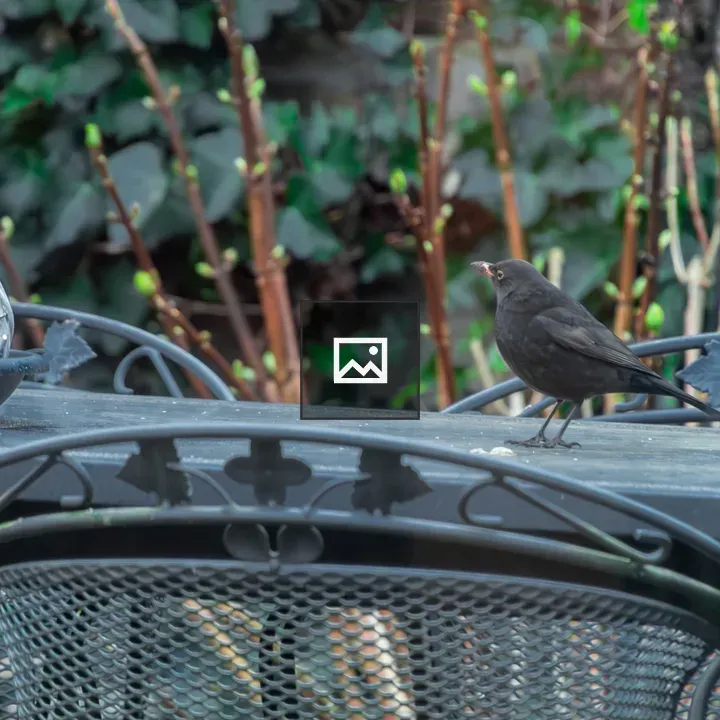 Blackbird on a Table with Feeder