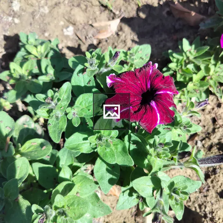Magenta Flower in Green Foliage