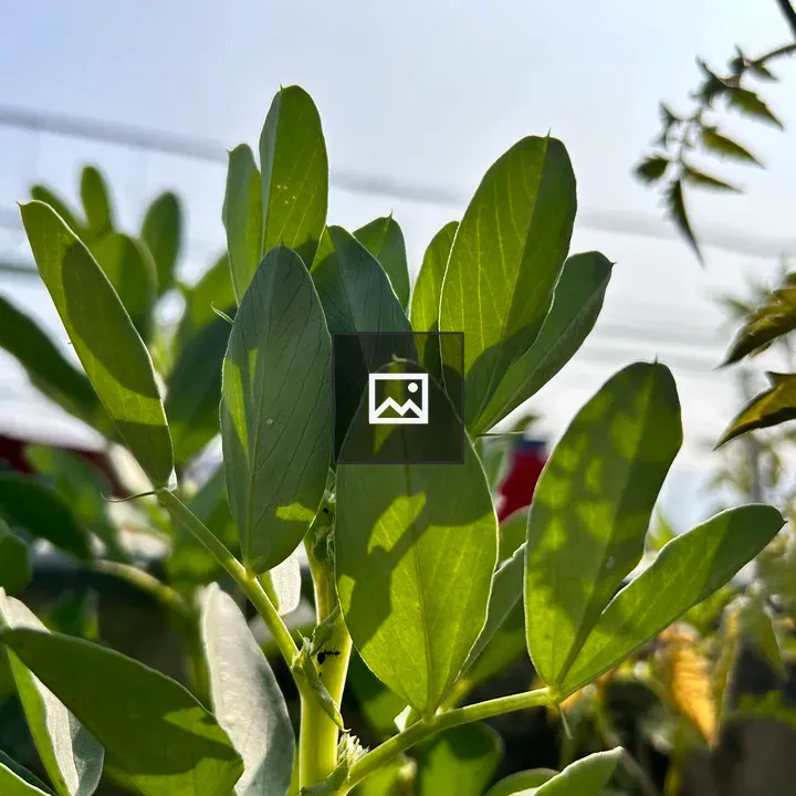 Fava Bean Leaves