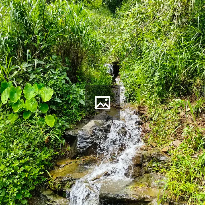Stream over Stones in Greenery