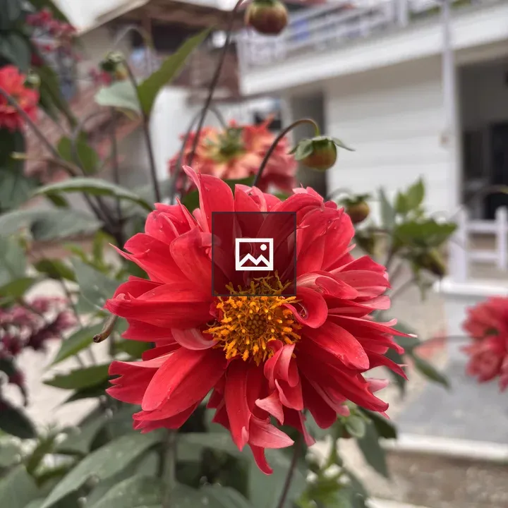 Red dahlia in bloom